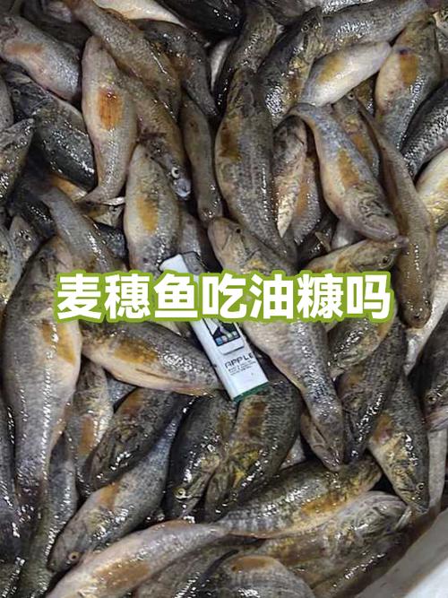 鱼吃维生素B有什么作用