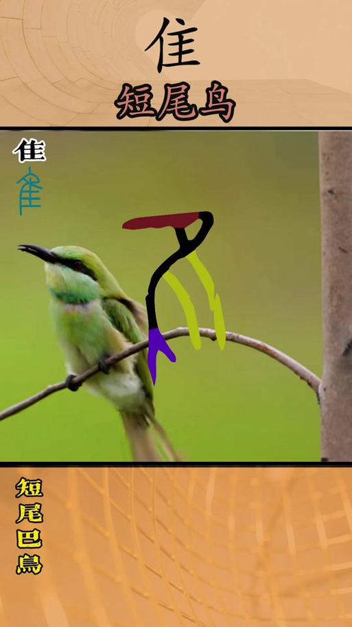 隹表示短尾巴的鸟