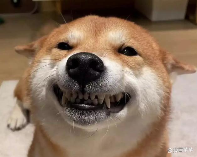 柴犬道士表情包缩略图