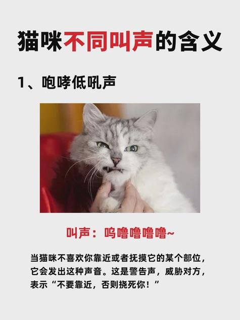 猫的叫声都代表什么意思