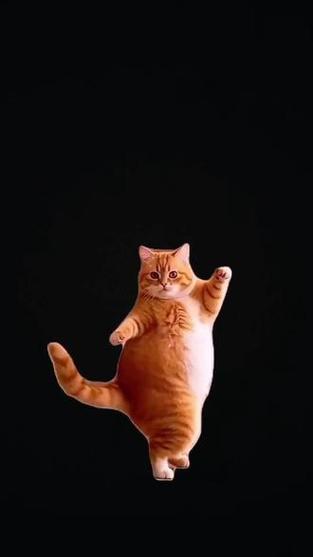 最近比较火的猫咪舞游戏截图