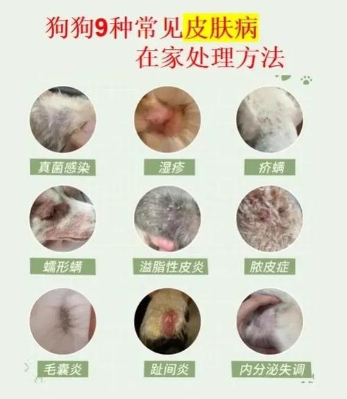 狗狗皮肤病不管能自愈吗