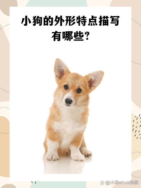 小白的特征