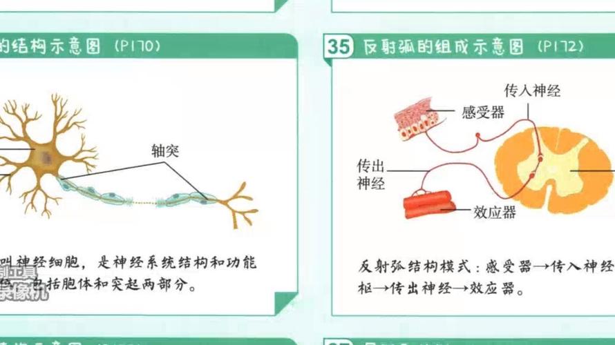 一个人反射弧很长是什么原因
