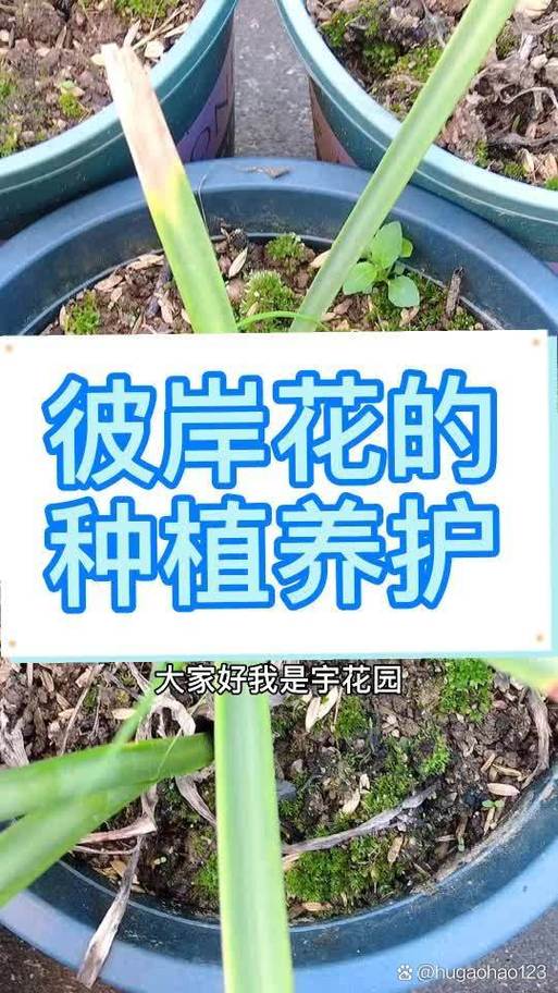 种彼岸花要注意哪些