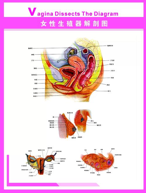 女性的胬是什么意思图标