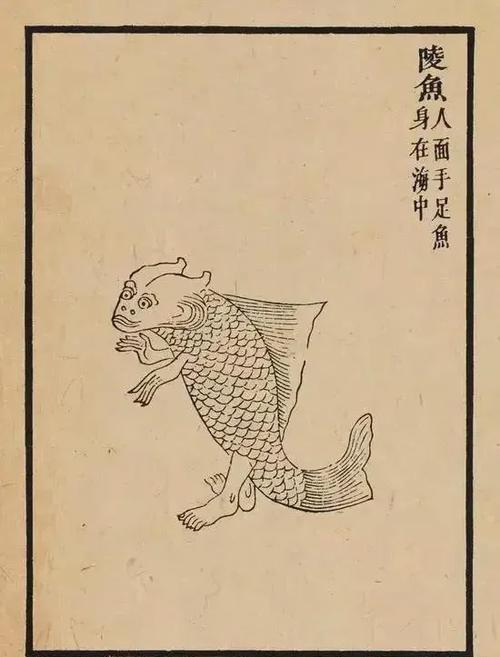 鱿鱼为什么越大越便宜