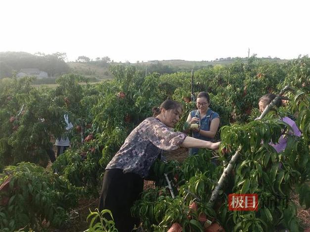 乡村生活桃子移值版下载截图