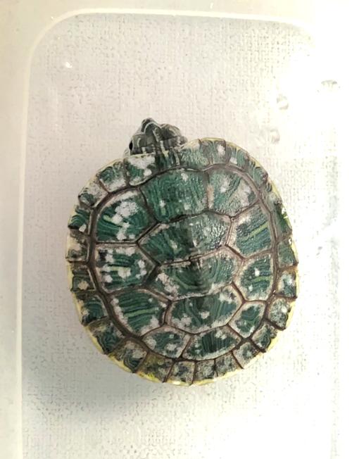 龟壳掉色是什么原因