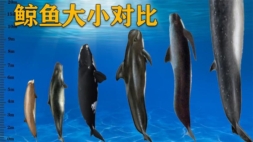 鲸鱼在线观看免费完整版