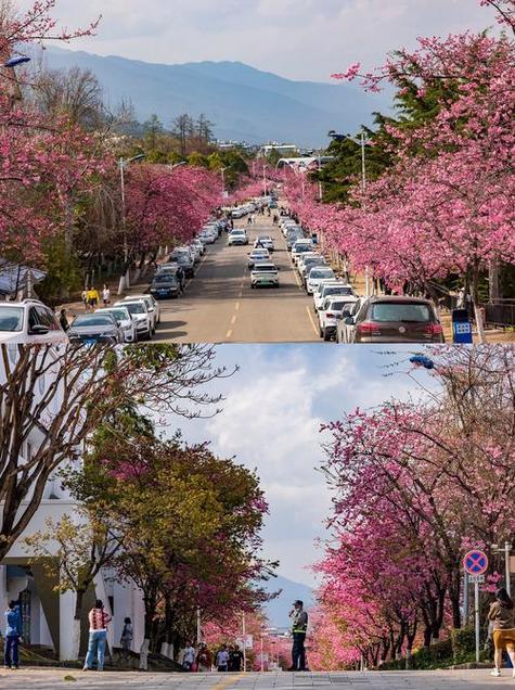 樱花校园隐藏区域缩略图