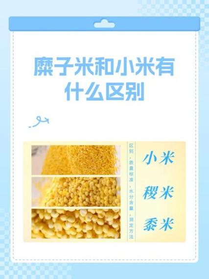 小米和粟米有什么区别缩略图