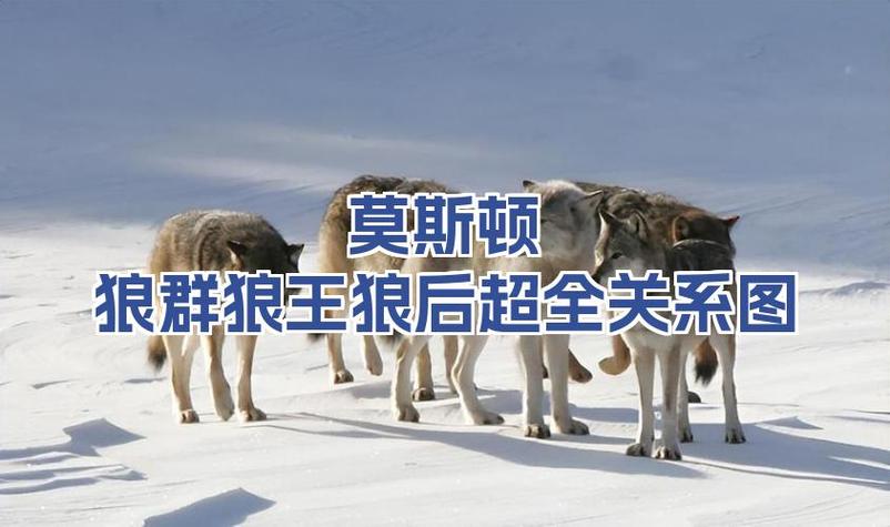 狼王结构培训超超