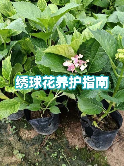 绣球养殖方法