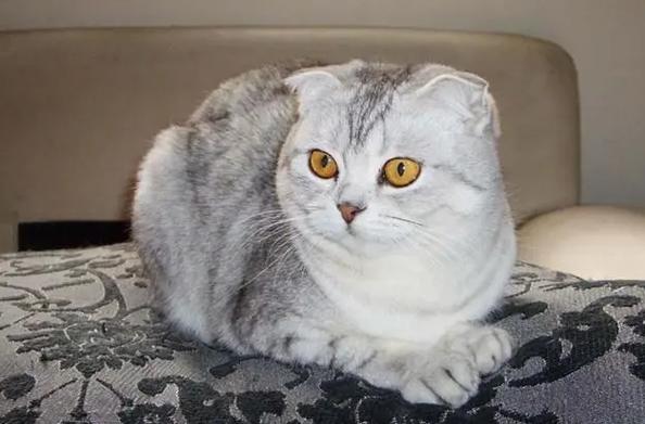 孟加拉猫寿命一般几年