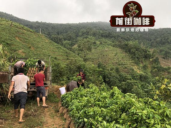 云南咖啡十大品牌图标