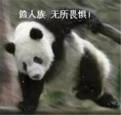熊猫人无所畏惧