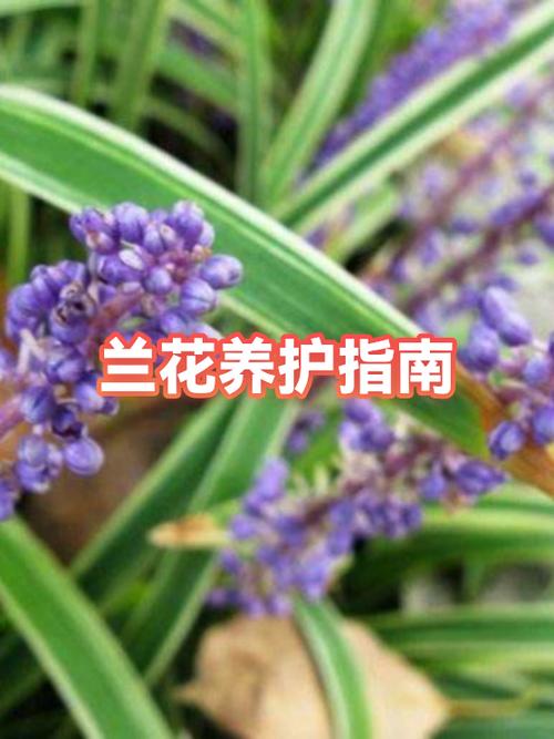 杉木屑养兰的害处