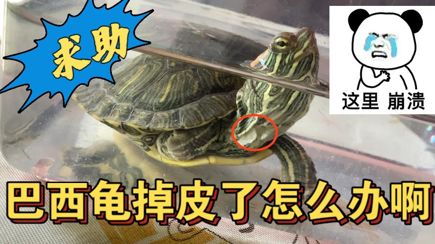 乌龟壳掉皮是什么情况