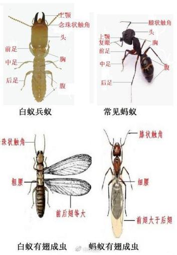 白蚁和飞蚁的区别图片图标