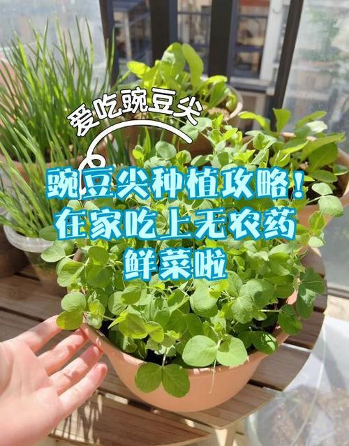 在家怎么种豌豆苗缩略图