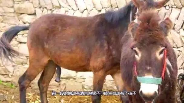 骡子不能繁殖是生物吗