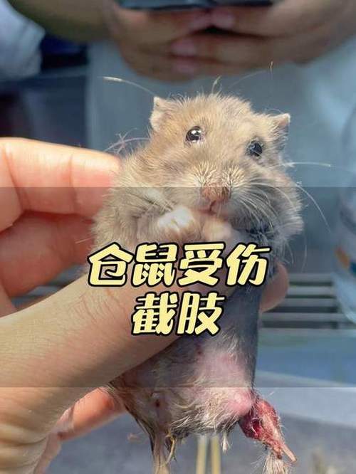 被仓鼠咬到会得什么病