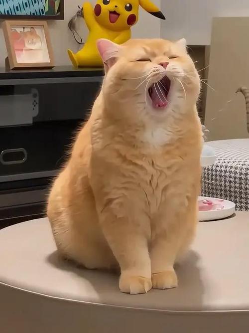 喵咪超视频在线观看