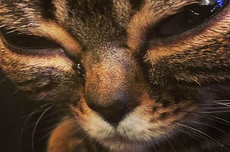 猫眼睛凸出来的,眼睛大缩略图