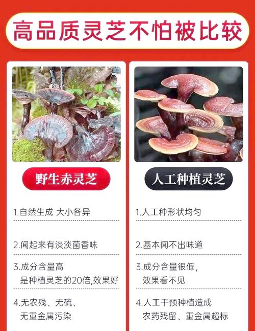 灵芝种植新手入门费用