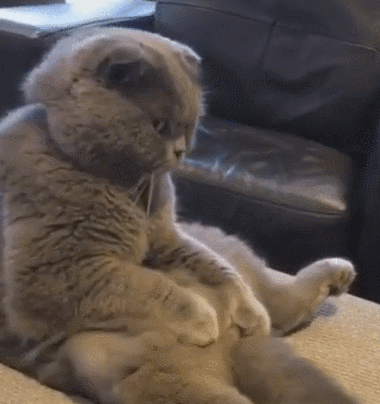 蓝猫小时候