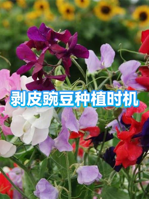 豌豆要剥掉皮吗