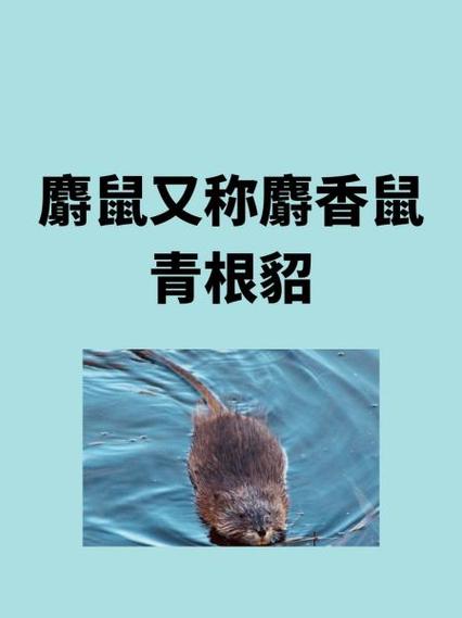 老鼠又叫什么