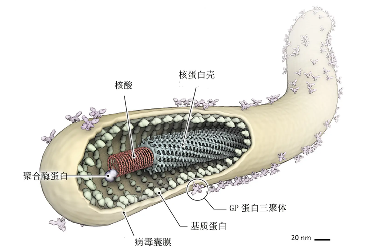 埃博拉病毒秒懂百科