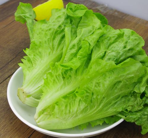 养颜菜又叫什么生菜缩略图