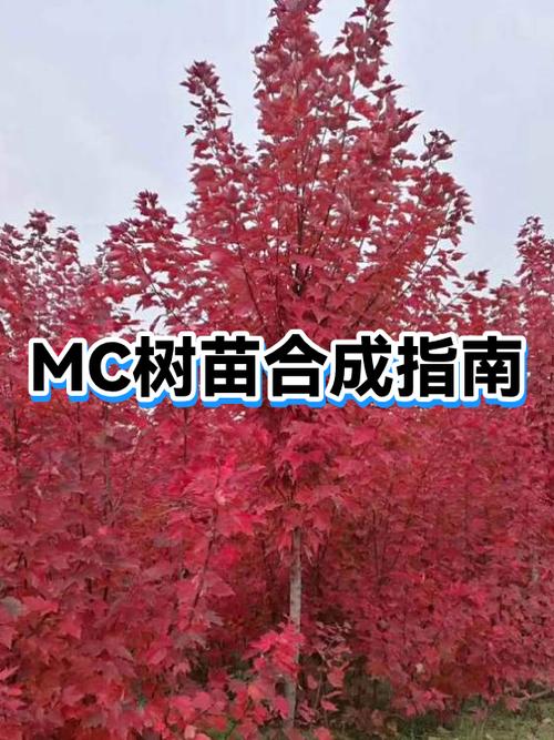 我的世界树苗生长条件