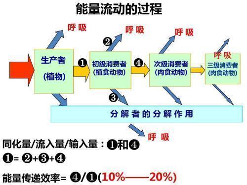 能量流动