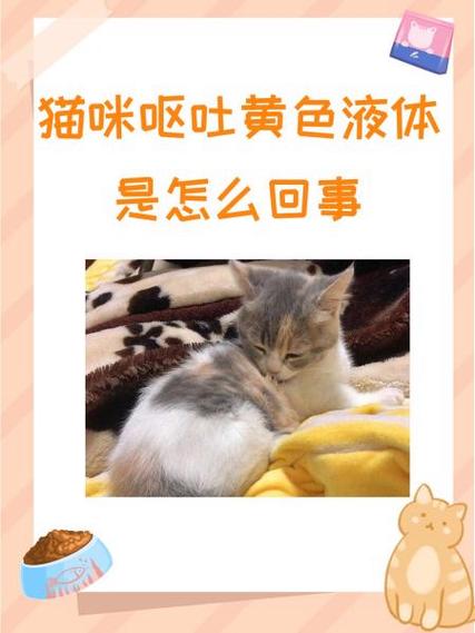 猫咪为什么会吐