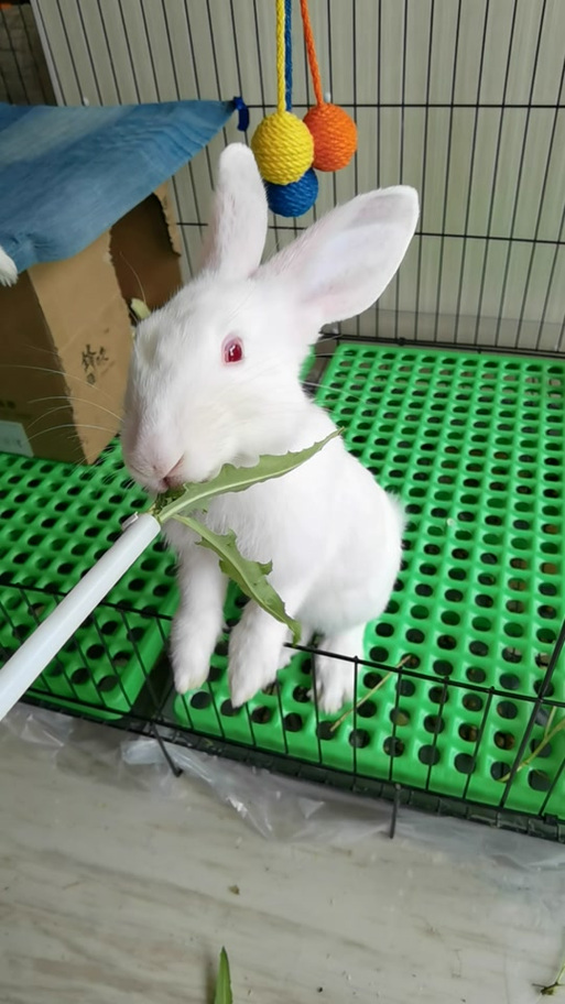 兔视频