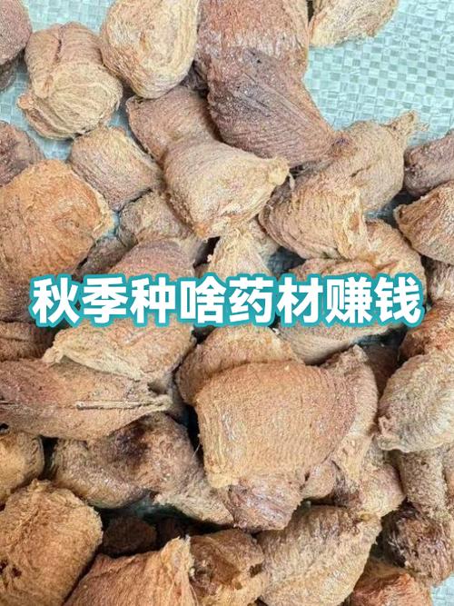 种什么药材省事又赚钱