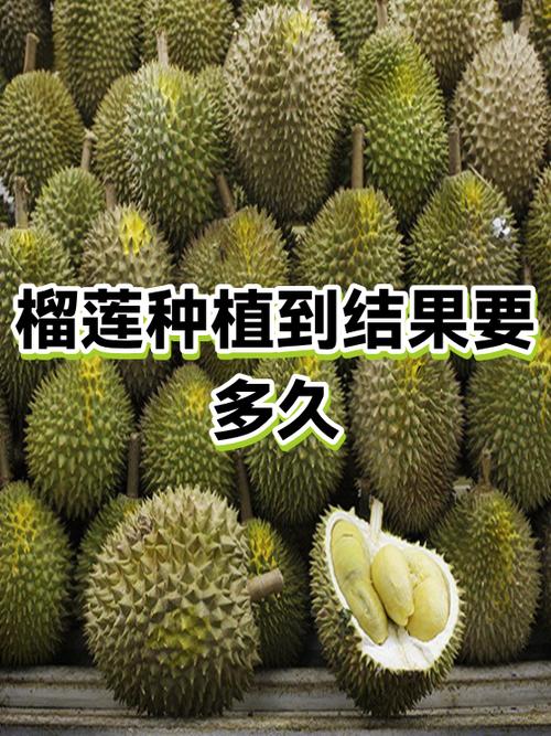 自己在家种榴莲会结果吗