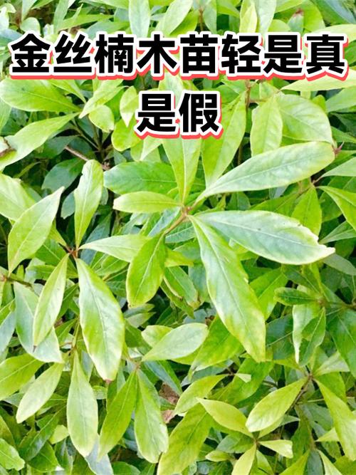 四川金丝楠木是假的吗
