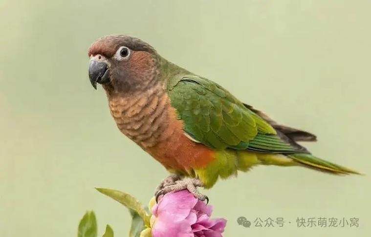 头类牡丹鹦鹉图片大全缩略图