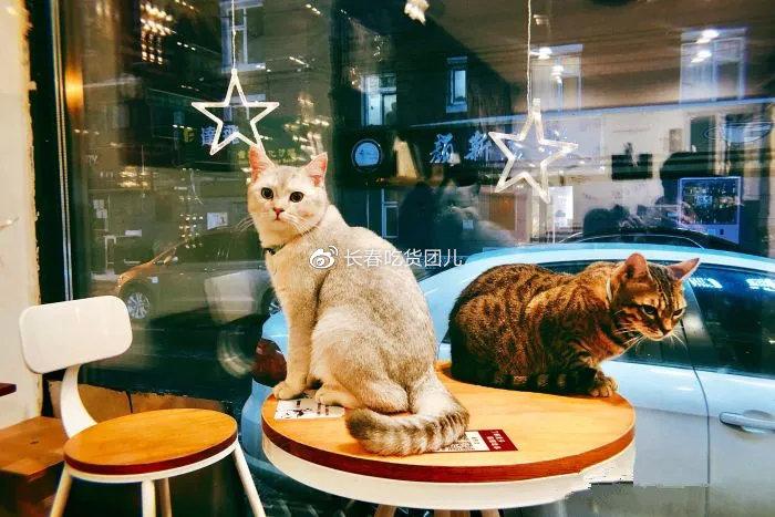 猫猫咖啡厅缩略图