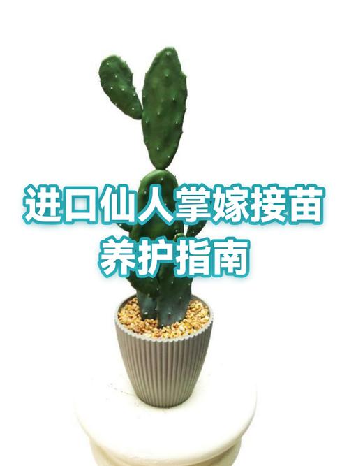仙人掌官方下载入口