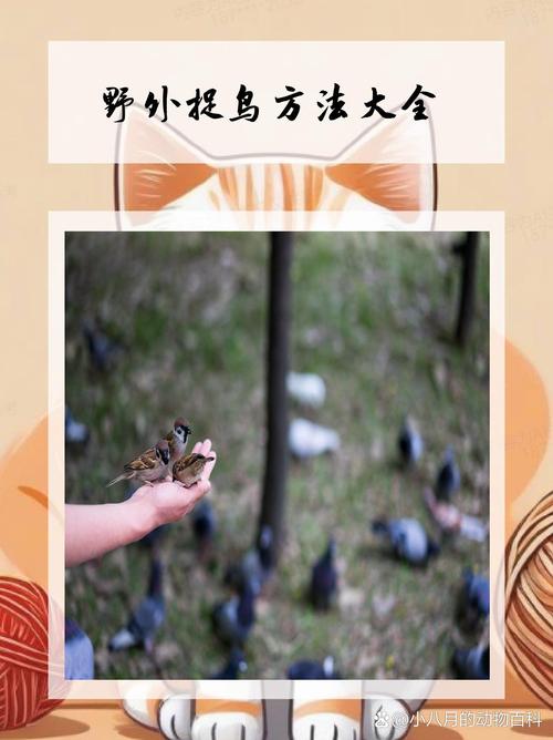 口袋妖怪单机版鸟雀在哪抓