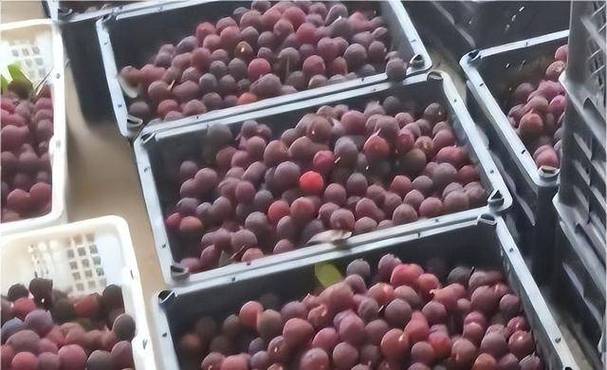 中药泡了十二个小时还能煮了喝吗截图