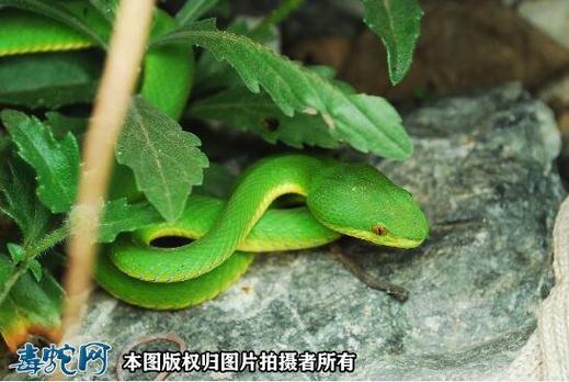 竹叶青功能主治