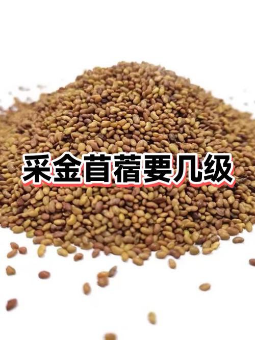 金苜蓿