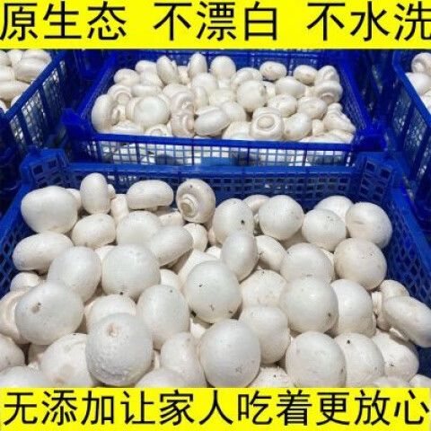 双孢菇是口蘑吗